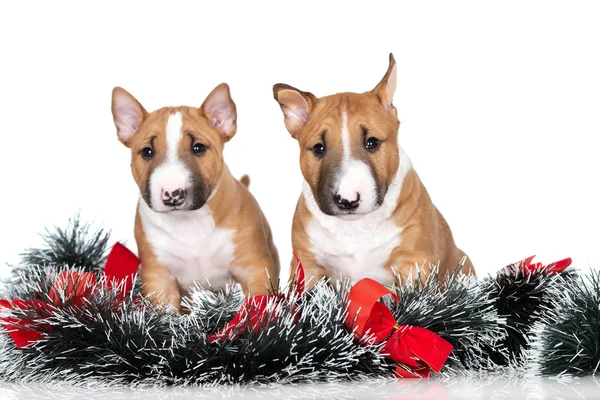 Dois Filhotes Cachorro Bull Terrier Posando Para Natal Branco — Fotografia de Stock