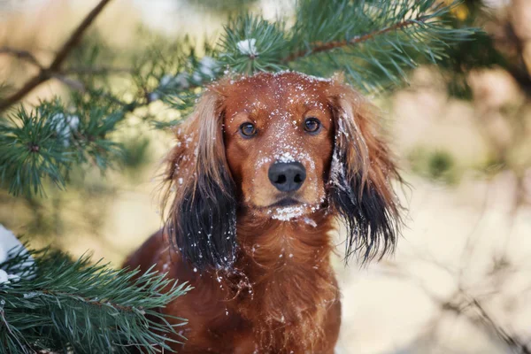 Retrato Perro Salchicha Pelo Largo Aire Libre Invierno —  Fotos de Stock