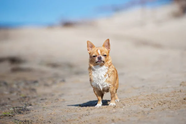 Piros Chihuahua Kutya Áll Strandon Nyáron — Stock Fotó