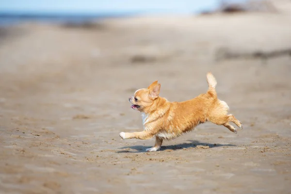 Liten Chihuahua Hund Som Springer Strand Sommaren — Stockfoto