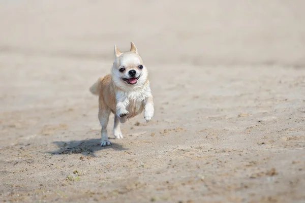 Mały Pies Chihuahua Działa Plaży Lecie — Zdjęcie stockowe