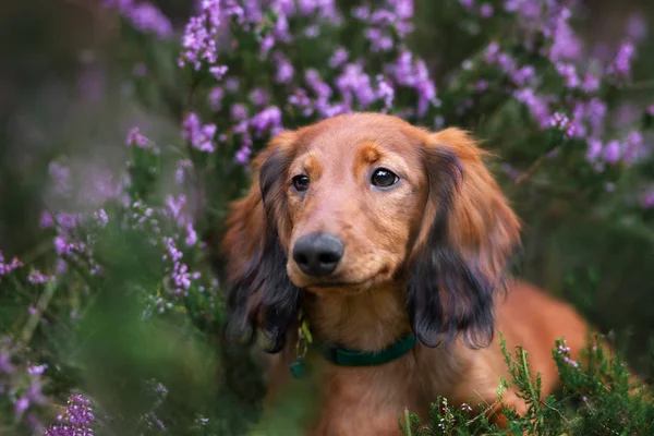 Dachshund Rouge Portrait Chien Fleurs Bruyère — Photo