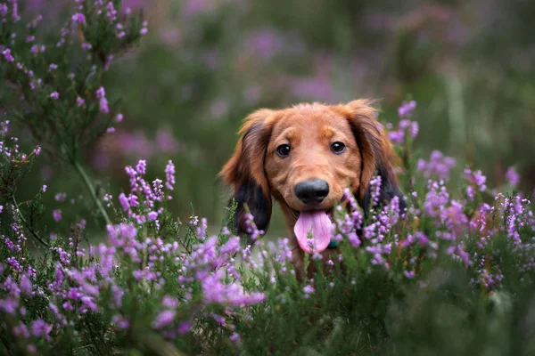 Rode Teckel Puppy Poseren Heide Bloemen — Stockfoto