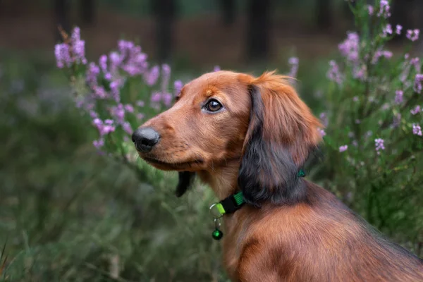 Kırmızı Dachshund Köpek Yavrusu Fundalıkta Poz Veriyor — Stok fotoğraf