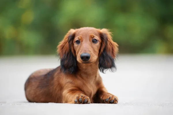 Kızıl Uzun Saçlı Dachshund Köpeği Yazın Açık Havada Uzanıyor — Stok fotoğraf