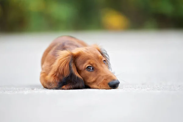 Hüzünlü Kırmızı Dachshund Köpeği Yazın Dışarıda Uzanıyor — Stok fotoğraf