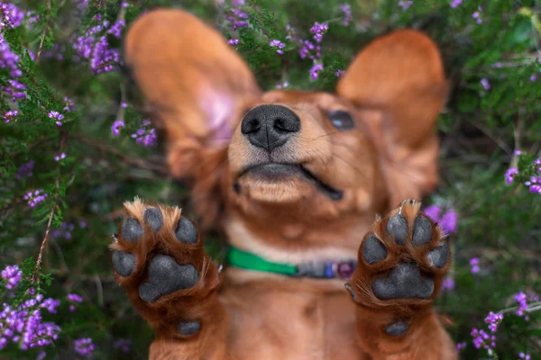 Funny Dachshund Puppy Nose Paws Close Lying Upside — Stock Photo, Image