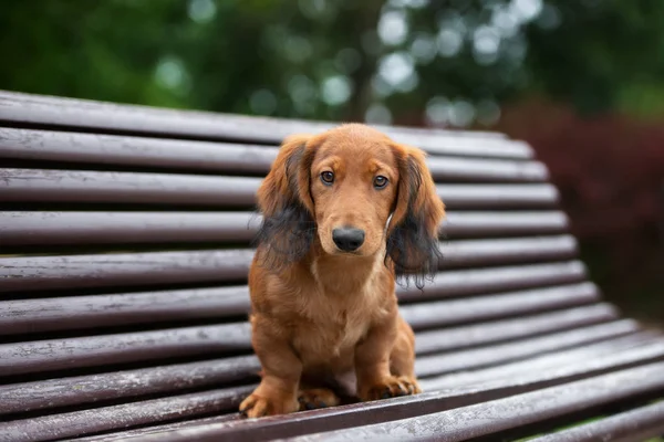 赤いダックスフントの子犬が屋外のベンチに座って — ストック写真