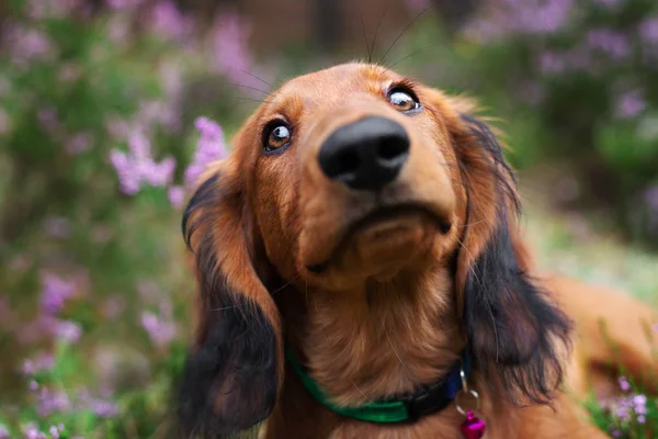Adorable Dachshund Puppy Portrait Close Outdoors Summer — ストック写真