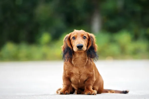 Kırmızı Dachshund Köpeği Yazın Dışarıda Oturuyor — Stok fotoğraf