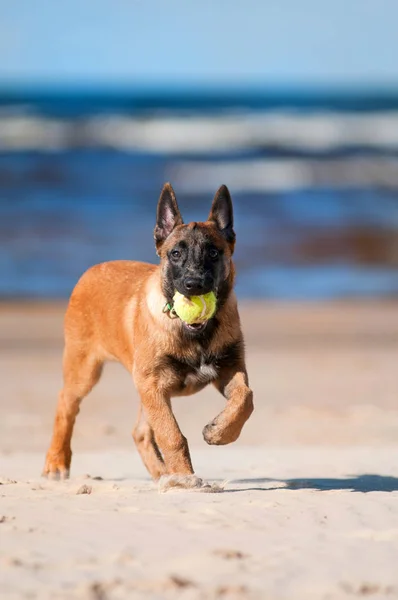 Malinois Cachorro Brincando Praia — Fotografia de Stock