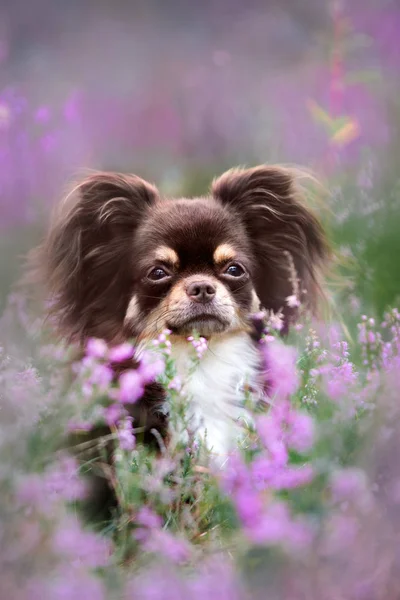 Chihuahua Dog Portrait Heather Flowers — Stock Photo, Image