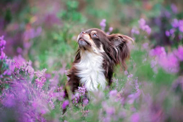 Chihuahua Hond Portret Heide Bloemen — Stockfoto