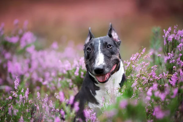 Happy Bull Terrier Dog Portrait Heather Flowers — Stock Photo, Image