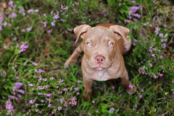 Chiot Pit Bull Terrier Américain Assis Sur Herbe Vue Dessus — Photo