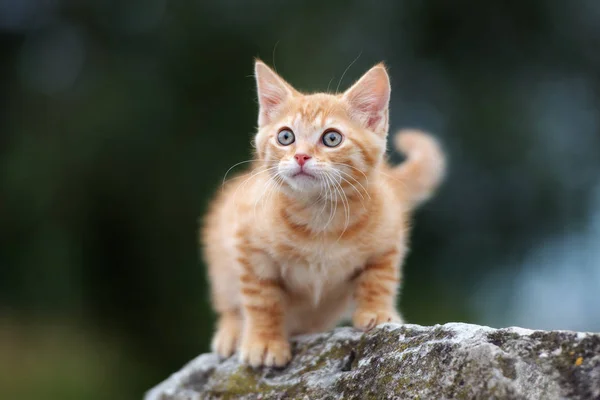 Yazın Açık Havada Kırmızı Tekir Kedi Portresi — Stok fotoğraf