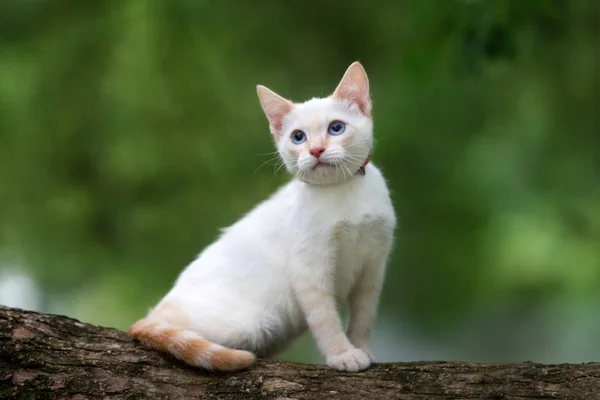 Yazın Açık Havada Poz Veren Mavi Gözlü Güzel Beyaz Kedi — Stok fotoğraf