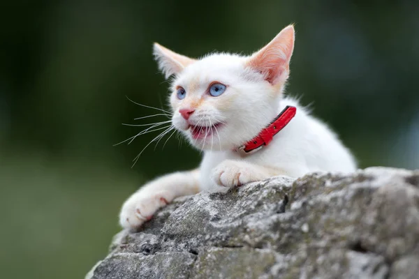 Yazın Açık Havada Poz Veren Mavi Gözlü Güzel Beyaz Kedi — Stok fotoğraf