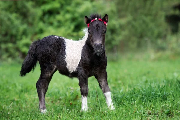 Pasgeboren Pony Kalf Wandelen Een Veld — Stockfoto