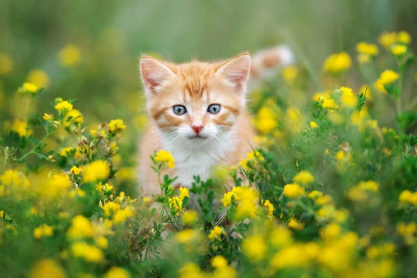 Red Tabby Kitten Portrait Sommer Freien — Stockfoto