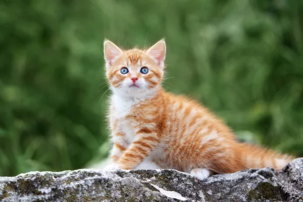 Yazın Açık Havada Kırmızı Tekir Kedi Portresi — Stok fotoğraf