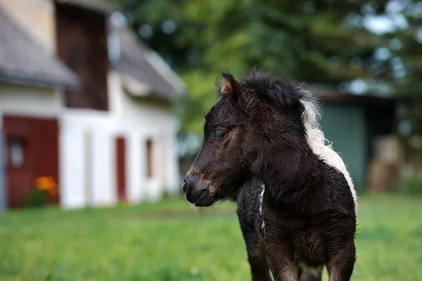 Retrato Ternera Pony Recién Nacido Verano — Foto de Stock