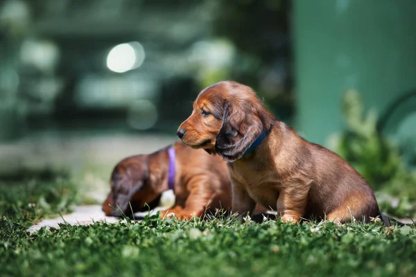 Cachorros Salchichas Rojas Sentados Aire Libre Verano —  Fotos de Stock