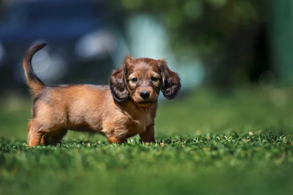 Kırmızı Dachshund Köpeği Yazın Çimlerin Üzerinde Duruyor — Stok fotoğraf