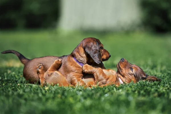 Two Dachshund Puppies Playing Grass Summer — ストック写真