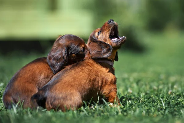 Two Dachshund Puppies Playing Grass Summer — Stock Photo, Image