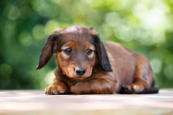 Schattige Teckel Puppy Poseren Buiten Zomer — Stockfoto