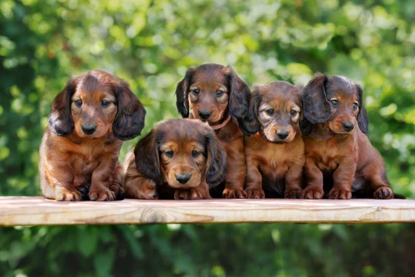 Groep Teckel Pups Poseren Samen Buiten Zomer — Stockfoto