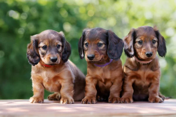 Tres Cachorros Dachshund Retrato Aire Libre Verano —  Fotos de Stock