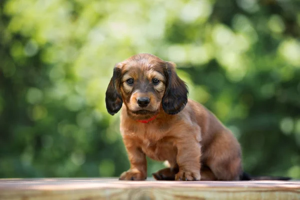 Kırmızı Dachshund Köpeği Yazın Dışarıda Oturuyor — Stok fotoğraf