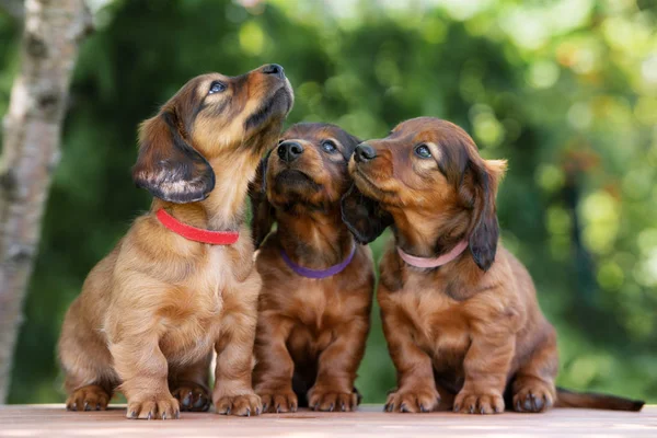 Drie Teckel Pups Portret Buiten Zomer — Stockfoto