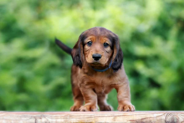 Schattige Teckel Puppy Poseren Buiten Zomer — Stockfoto