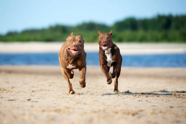 Dos Perros Pitbull Terrier Americanos Corriendo Una Playa Verano —  Fotos de Stock