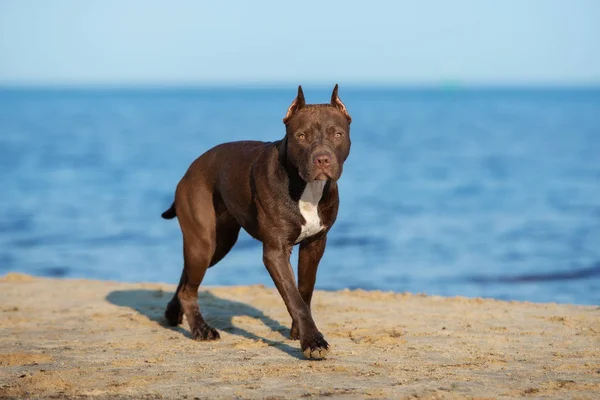 Αμερικανική Pit Bull Terrier Σκυλί Μια Παραλία Καλοκαίρι — Φωτογραφία Αρχείου