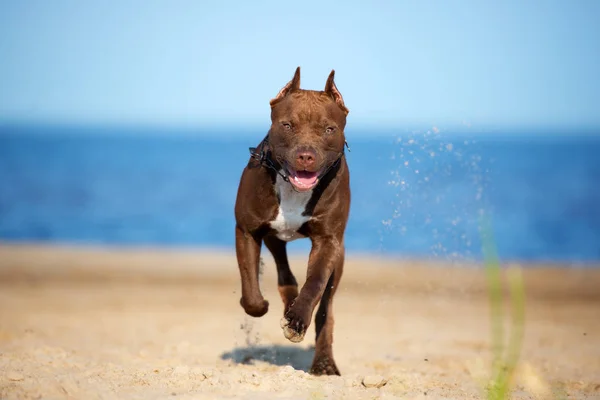 Glad Brun Amerikansk Pitbull Terrier Hund Som Springer Strand — Stockfoto