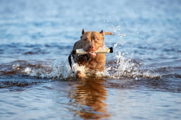 Amerykański Pit Bull Terrier Pies Zabawy Zabawką Morzu — Zdjęcie stockowe