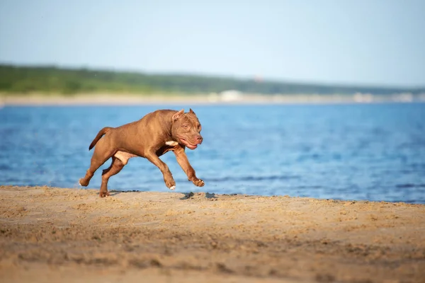 Amerikan Pitbull Teriyeri Sahilde Koşuyor — Stok fotoğraf