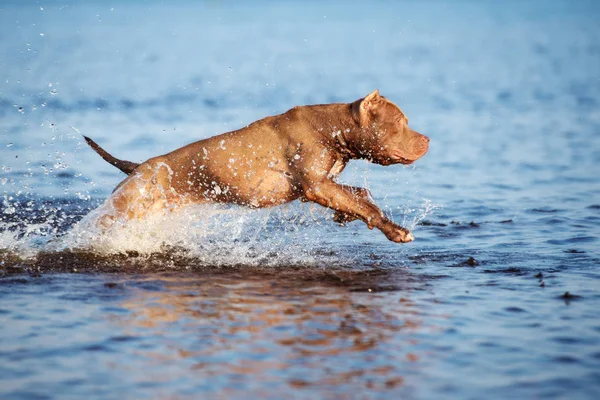 American Pit Bull Terrier Dog Jumping Sea — Stock Photo, Image