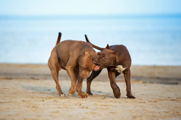 Two American Pit Bull Terrier Dogs Playing Beach Together — Stock Photo, Image