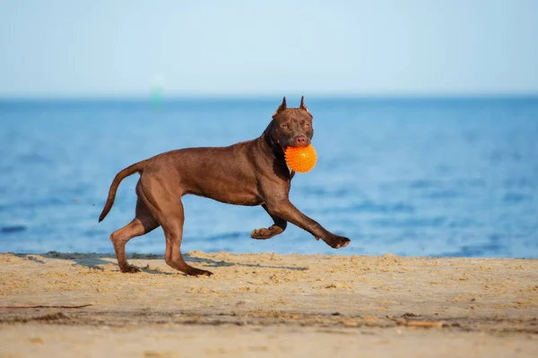 Kahverengi Amerikan Pitbull Terrier Köpeği Kumsalda Bir Oyuncakla Oynuyor — Stok fotoğraf