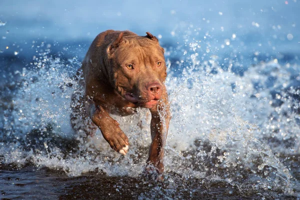 Chien Terrier Pit Bull Américain Courant Dans Eau — Photo