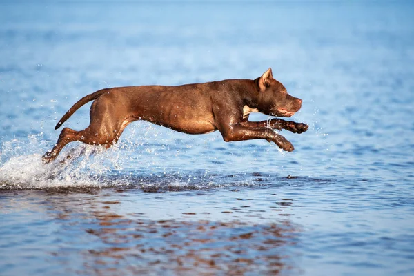 American Pit Bull Terrier Dog Jumping Sea — Stock Photo, Image