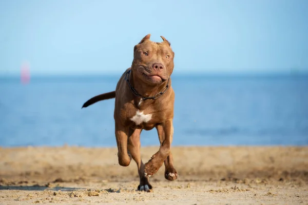 Mutlu Bir Amerikan Pitbull Köpeği Sahilde Koşuyor — Stok fotoğraf