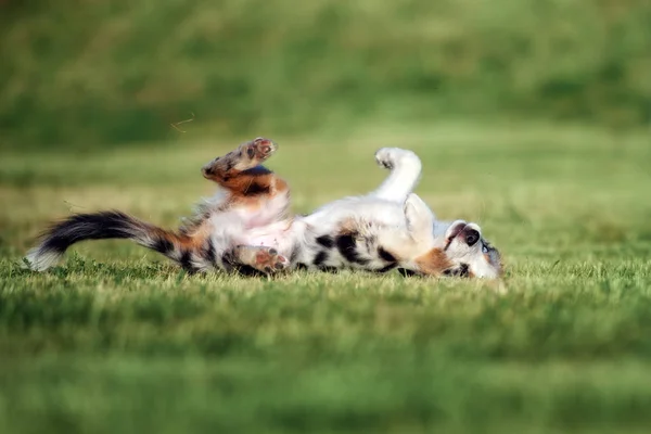 Австралийский Щенок Пастух Катится Траве Летом — стоковое фото