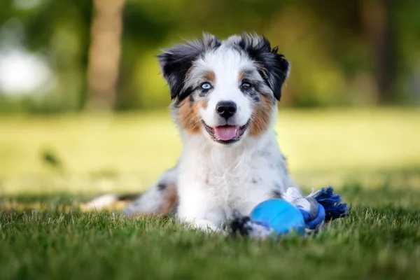 Australische Herder Puppy Liggend Het Park — Stockfoto