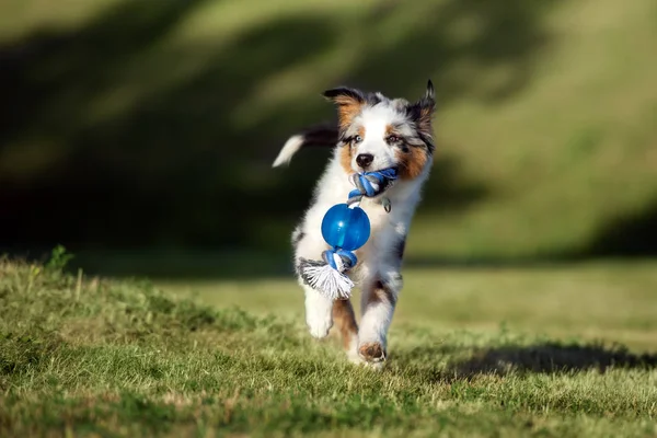 快乐的澳大利亚牧羊犬带着玩具在公园里奔跑 — 图库照片